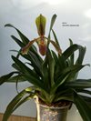 Paphiopedilum Baron Komura (Orchideen Wichmann)